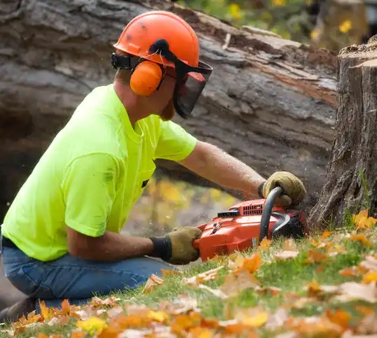 tree services Seabrook Beach